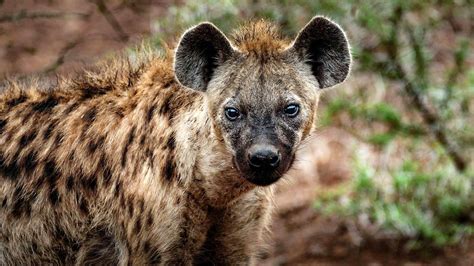 hyena