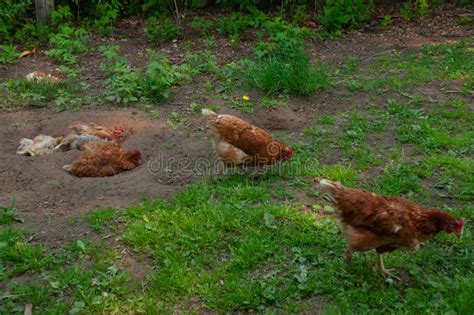 Red Sex Link Chickens Lying And Dusting In The Dirt Stock Image Image