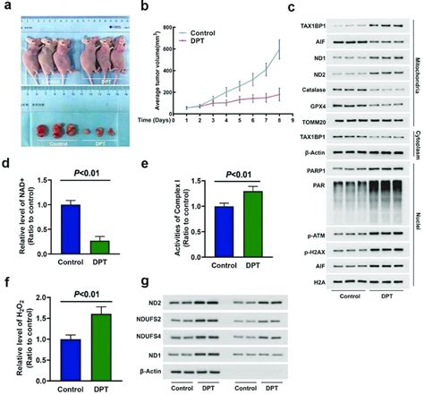 Dpt Triggered Nad Depletion And Mitochondrial Translocation Of