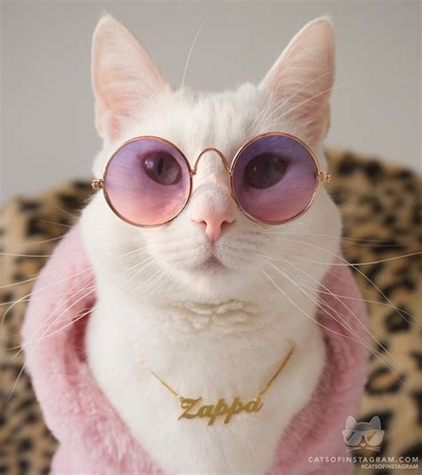 Pin di Jess su Crazy Cat Lady | Foto di animali buffi, Gattini piccoli ...