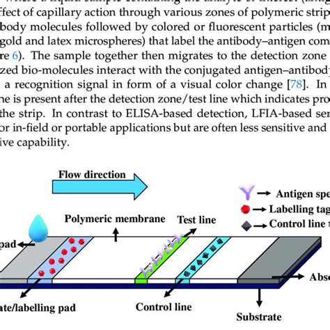 Schematic Of A General Lateral Flow Immunoassay Based Device