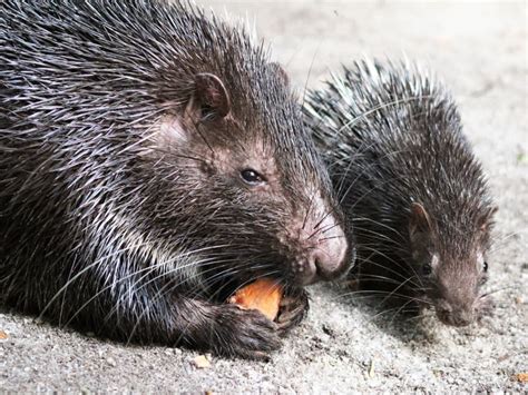 Asia’s first giant river otter baby born at River Safari - TODAY