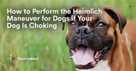 How to Perform the Heimlich Maneuver for Dogs if Your Dog Is Choking