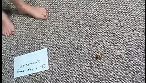 Claire Bandit Free Porn Star Videos Xhamster