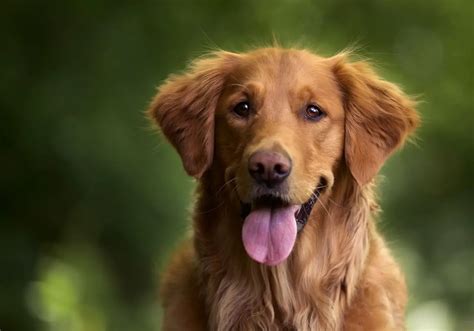 Tout Savoir Sur Léducation Dun Golden Retriever