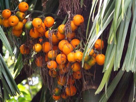 Wajib Dicatat Ini Manfaat Buah Pinang Untuk Kesehatan Tubuh