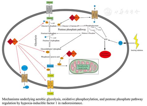 Pi K Akt Mtor Pathway Hypoxia And Glucose Metabolism Potential