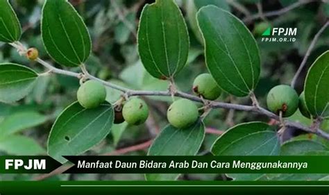 Intip Manfaat Daun Bidara Arab Yang Jarang Diketahui Discover News