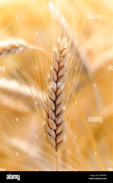 Planta De Triticale Fotograf As E Im Genes De Alta Resoluci N Alamy