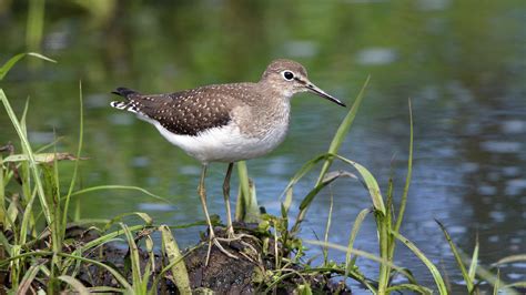 Solitary Sandpiper — Eastside Audubon Society