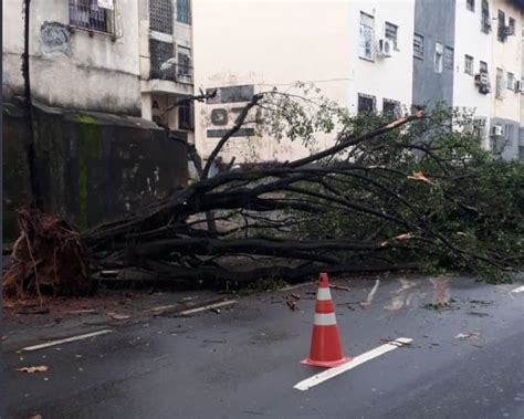 Rvore Tomba Durante Temporal E Complica O Tr Nsito Em Manaus