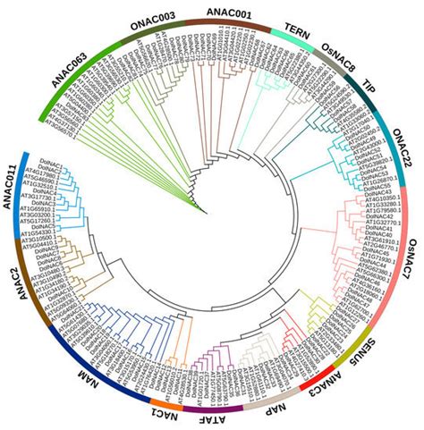 Agronomy Free Full Text Identification And Analysis Of Mads Box