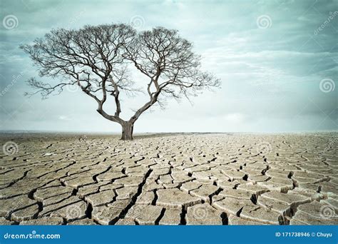 Big Tree On Drought Land Stock Photo Image Of Brown 171738946