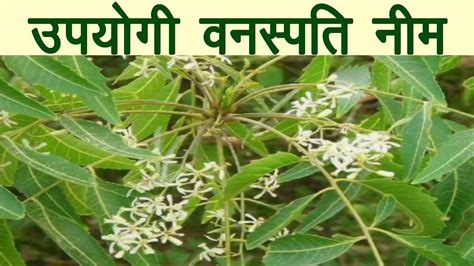 Neem Ke Fayde Neem Benefits In Hindi उपयोगी वनस्पति नीम Youtube