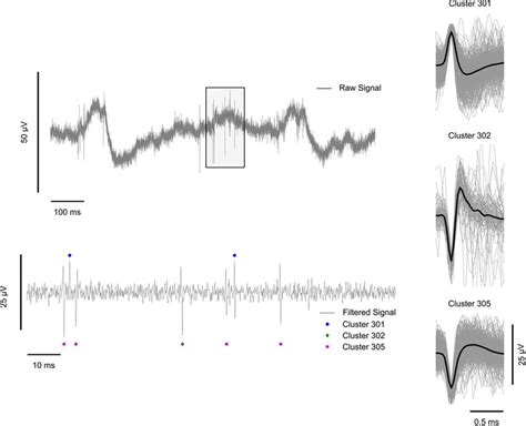 Illustration Of Extracellular Recording Preprocessing Steps Left Download Scientific Diagram