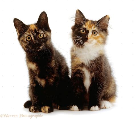 Two Tortoiseshell Kittens 9 Weeks Old Photo Wp15519