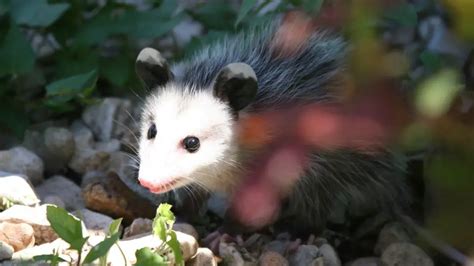 What Does Opossum Poop Look Like: Identification & Pictures