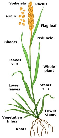 Wheat Plant Parts