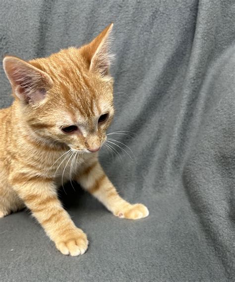 black cats adoption 3