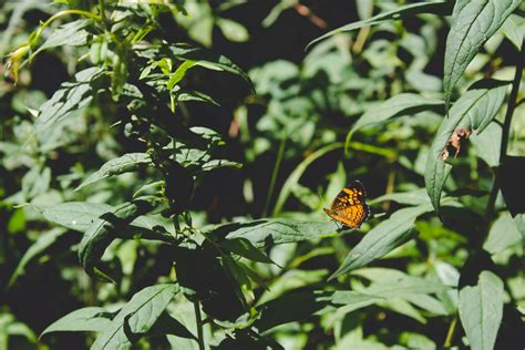 Free Images Nature Branch Leaf Flower Wildlife Green Jungle