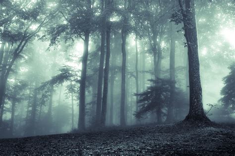 Forrest Fog Mist - Free photo on Pixabay - Pixabay