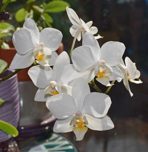 Orchidea Phalaenopsis Consigli Per Coltivarla Community LM Leroy