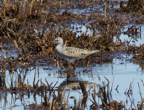 Ebird Checklist 24 Apr 2023 Bolinas Sewage Ponds 20 Species