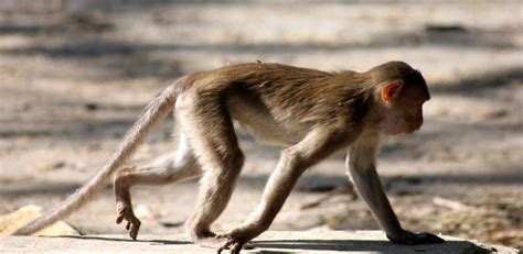 Free photo "Monkey Walking 2"