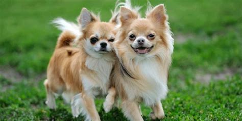 Découvrez les Types de Chihuahuas Poil Court Poil Long et Variétés