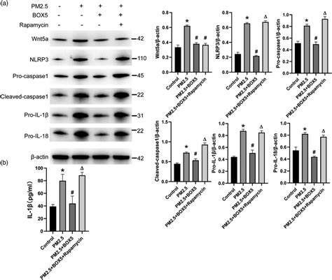 Pm Activated The Nlrp Inflammasome And Il Release In Mh S Cells