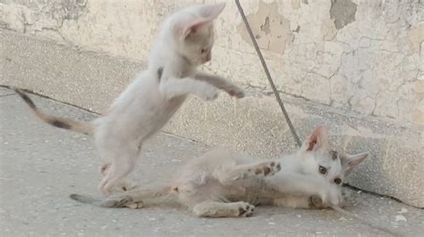 Feral Mother Cat Is Back And Starving Cute Kittens Playing Around