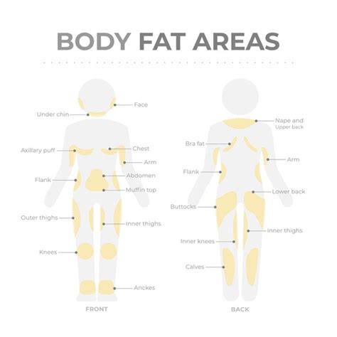 3,052 Body Fat Diagram Royalty-Free Images, Stock Photos & Pictures ...