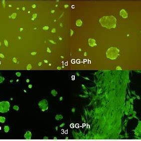 Reference Li Kov Et Al Adsc Morphology A D After D E H