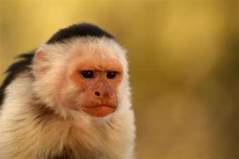 10 Facts about Capuchin Monkeys - Fact File