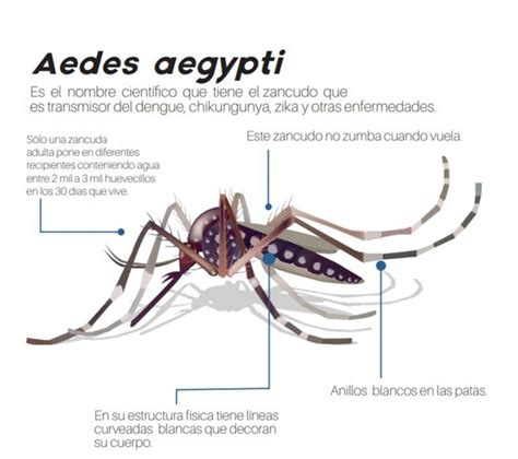 Virus del dengue cómo prevenirlo qué debe saber sobre el zancudo y