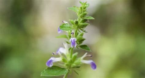 6 ways Jatamansi can calm your mind and improve nerve health ...