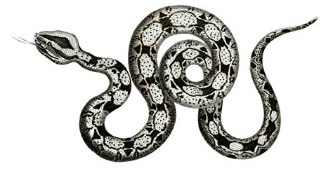 Download Boa Constrictor, Snake, Reptile. Royalty-Free Stock ...