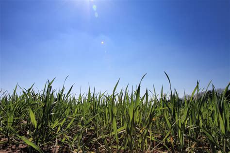 Grass With Blue Sky Free Stock Photo Public Domain Pictures