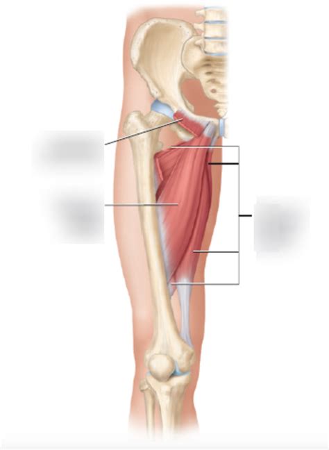 Skeletal Muscles Acting On The Hip Thigh Anterior Diagram Quizlet