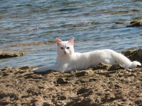 Tutti Pazzi Per Su Pallosu La Colonia Dei Gatti In Spiaggia Sardegna