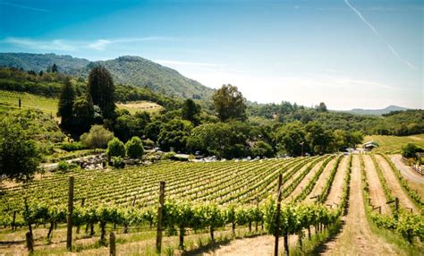 5 Facts You Need To Know About Chardonnay From California The Mill Keeper