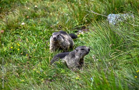 Murmeltier Murmeltiere Babymurmeltier Murmeltierbabys