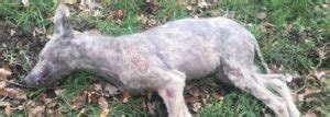 R Udiger Wolf Durch Verkehrsunfall Get Tet Nat Rlich Jagd