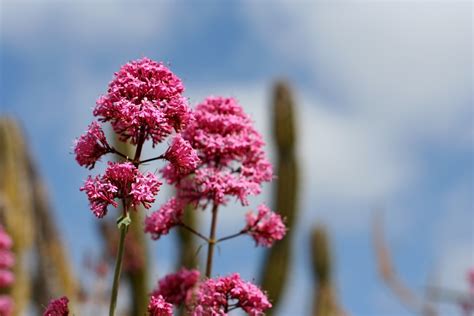 Free Images Tree Nature Branch Blossom Flower Petal Food