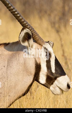 Gemsbok Oryx Gazella Adult Close Up Of Head Kalahari Gemsbok N P