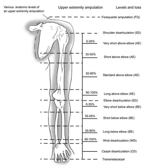 Principles Of Amputation Orthotics And Prosthetics Medical Specialties Nbcot Exam