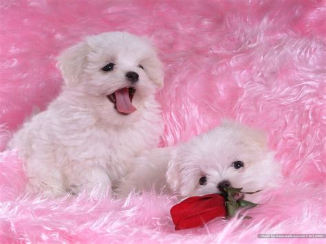 Bichon Frise Wallpapers - Wallpaper Cave