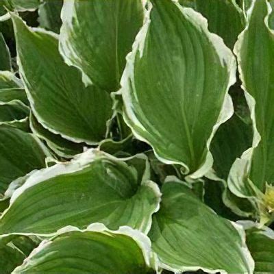 Hosta crispula