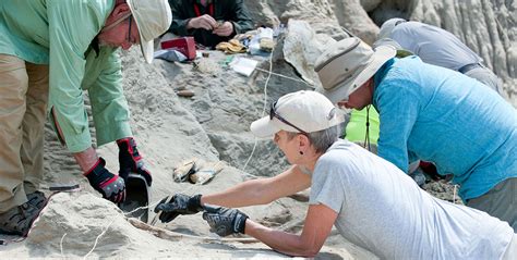 Unveiling A Prehistoric Revelation Burke Museum Paleontologists