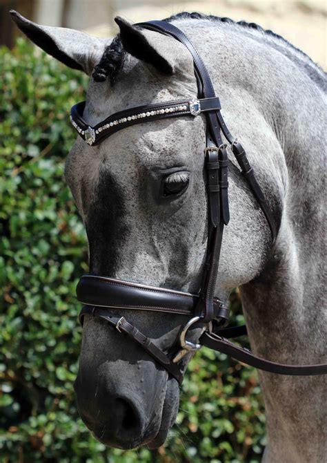 Recognize Horse Facial Markings Such As Blazes Stars And Snips Artofit